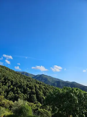 a view of a green forest with mountains in the background at Ferme Auberge U Cantu d'Adelio in Olivese