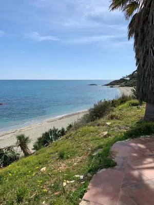 a beach with a palm tree and the ocean at T2 neuf vue mer, piscine chauffée N194 in Linguizzetta