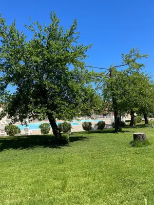 a tree in a field next to a body of water at Les villas de Melody in Santa-Maria-Poggio