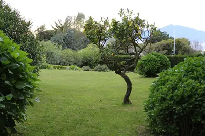 a tree in the middle of a grass field at Duplex à 100 m de la plage in Grosseto-Prugna