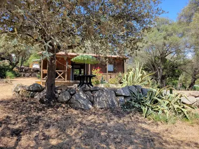 a small cabin with a tree and a stone wall at Chalet Cosy - U Nestru in Olmeto