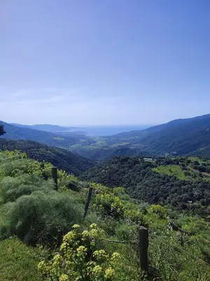 a view of a vineyard from the top of a hill at Rose Corse in Santa-Maria-Figaniella