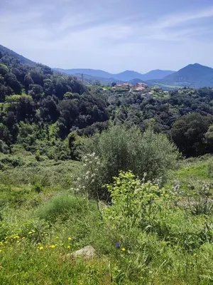 a view of a field of grass and trees at Rose Corse in Santa-Maria-Figaniella