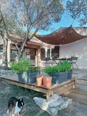 a black and white cat standing next to potted plants at La Carpa in Bonifacio