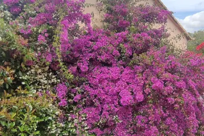 a bunch of purple flowers in front of a building at Villa Callochiusa avec piscine 15mn Bonifacio in Figari