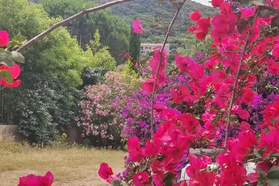 a bunch of pink flowers in a garden at Villa Callochiusa avec piscine 15mn Bonifacio in Figari