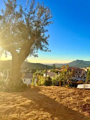 a tree sitting on top of a dirt field at Bella Vita in Calenzana