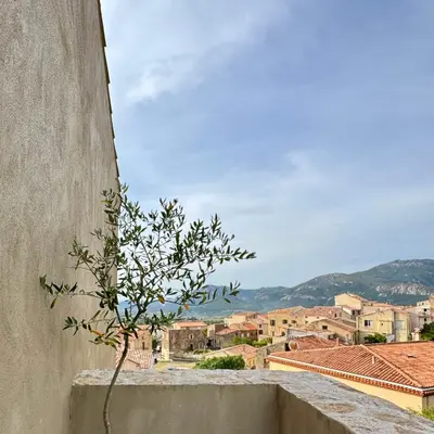 a small tree sitting on the side of a wall at Bella Vita in Calenzana