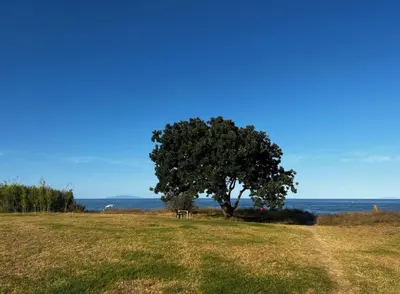 a tree in a field with the ocean in the background at Maison a la plage in Poggio-Mezzana