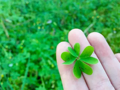 a person holding a four leaf clover in their hand at Studio dans résidence calme in Porto-Vecchio