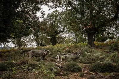 an elephant standing on a grassy hill with trees at Chambre de charme à Evisa in Evisa