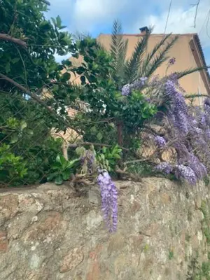 a bunch of purple flowers on a wall at BandB les rosiers - chambre Eglantine in Conca