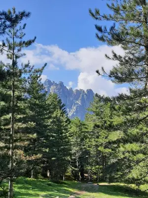 a group of trees with a mountain in the background at BandB les rosiers - chambre Eglantine in Conca