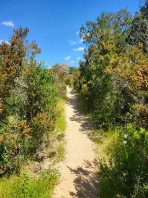 a dirt road with trees on both sides at BandB les rosiers - chambre Garance in Conca