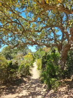a dirt path with a large tree on the side at BandB les rosiers - chambre Garance in Conca
