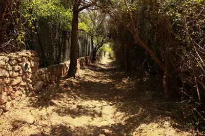 a dirt road with trees and a stone wall at Le Berceau d'Asciaghju Palombaggia - Accès plage et Piscine privée in Porto-Vecchio