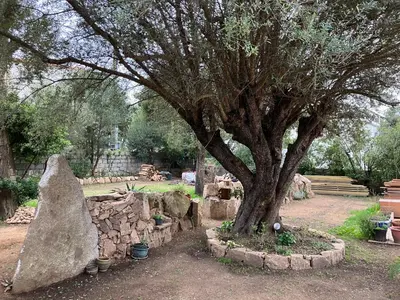 a tree and a stone wall next to a tree at Villa vue mer, jardin terrasse, parking privé à 300m du centre-ville de Porto-Vecchio in Porto-Vecchio
