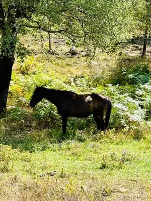 a black horse standing in the grass under a tree at Lodge A NASSA in Olivese