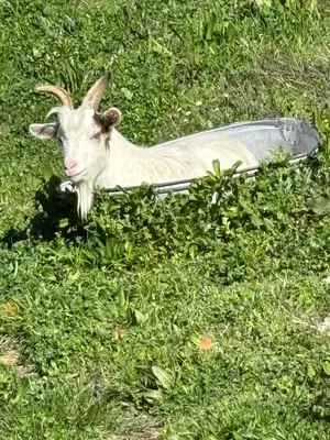 a goat laying in the grass next to a water bowl at Lodge A NASSA in Olivese