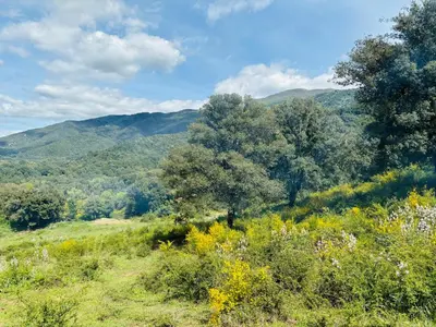 a view of a field with trees and mountains at Lodge A NASSA in Olivese