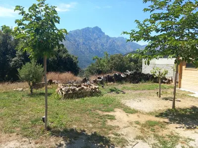 a herd of sheep in a field with mountains in the background at maison de vacances olmi cappella Corse in Olmi-Cappella