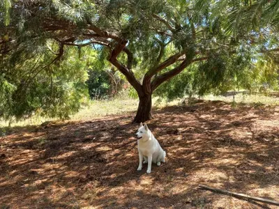 a white dog sitting in the shade of a tree at Lemon in Casaglione