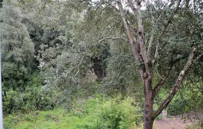 a tree in the middle of a forest at Holiday Home Sagone Xlvii in Sagone