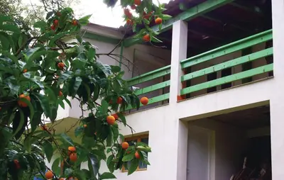 an orange tree in front of a building at Nice Apartment In Sagone With Kitchen in Sagone