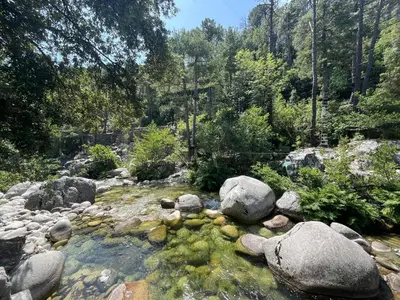 a stream with rocks and trees in a forest at Duplex vue mer à Piana Verde Canale-di-verde in Canale-di-Verde