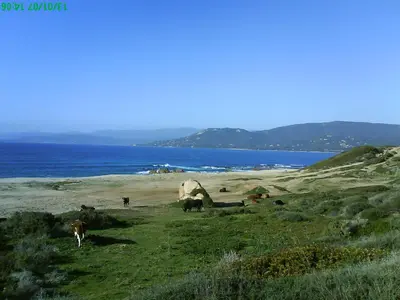 a group of animals grazing on a field next to the water at T2 400m plages et commerces excellent rapport qualité prix! in Propriano