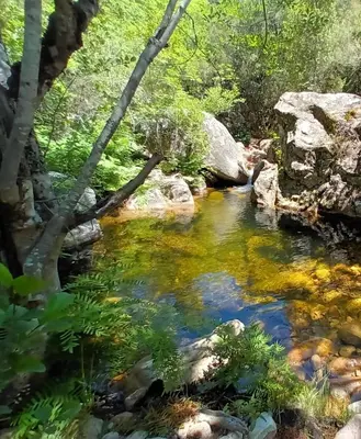 a stream in a forest with rocks and trees at T2 400m plages et commerces excellent rapport qualité prix! in Propriano