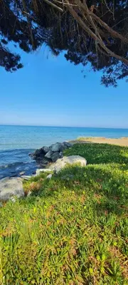 a beach with rocks and grass and the ocean at Limiria Studio in Santa-Maria-Poggio