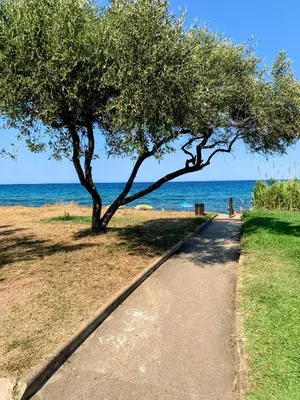 a tree on a sidewalk next to the beach at Chez Aline - Appartement en bord de mer in Cervione
