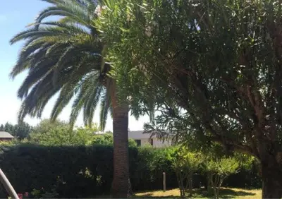 two palm trees in a yard with a house at Jardin-Marin-Ajaccio in Ajaccio