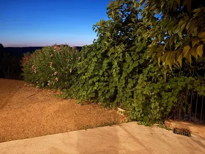 a large green bush next to a fence at Entre mer et maquis- maison avec piscine privée - 8 minutes plage tizzano in Sartène