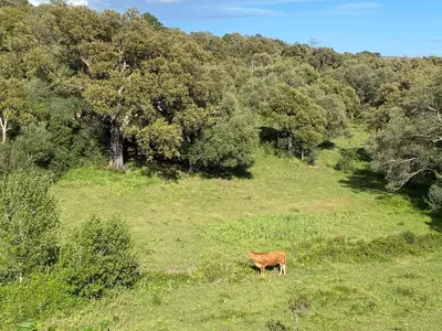 a brown cow standing in a field of grass at Les arbousiers de Murateddu in Porto-Vecchio