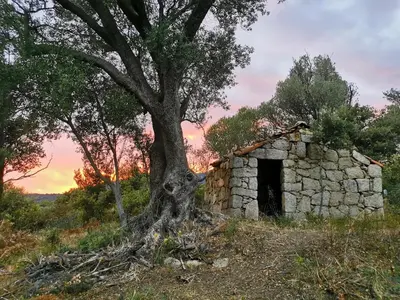 an old stone building with a tree growing out of it at U caseddu di Monacia in Monacia-dʼAullène
