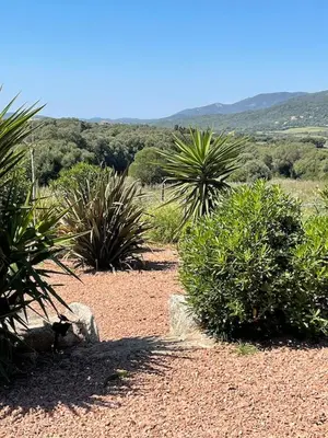 a group of plants on a dirt road at Résidence Patios di Pruno in Figari
