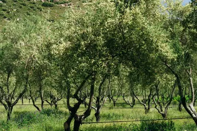 a row of trees in a field with a fence at Domaine Acciola in Feliceto