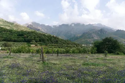 a vineyard in a field with mountains in the background at Domaine Acciola in Feliceto