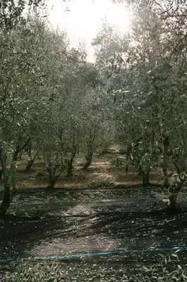 a group of trees in a field with a dirt road at Domaine Acciola in Feliceto