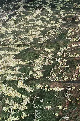 a bunch of flowers on the ground in the grass at Domaine Acciola in Feliceto