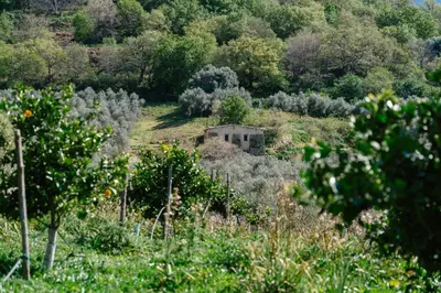a building in the middle of a field with trees at Domaine Acciola in Feliceto