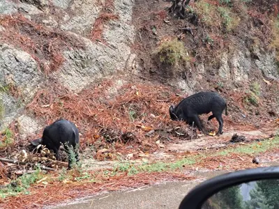 two black bears walking on the side of a road at belles chambres toutes équipées bord de mer gérance nouvelle in San-Nicolao