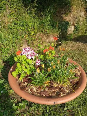 a flower pot with flowers in it in the grass at A casettuccia santu petru in Santo-Pietro-di-Venaco