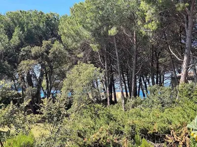 a group of trees and bushes in a field at Mini villa agosta plage in Albitreccia