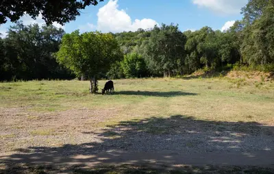 a black dog standing under a tree in a field at Lovely Home In Vignale With Wifi in Vignale