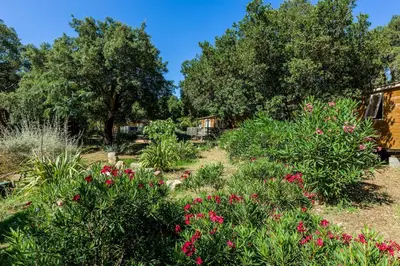 a garden with pink flowers and trees in the background at Campo Di Mare in Porto-Vecchio