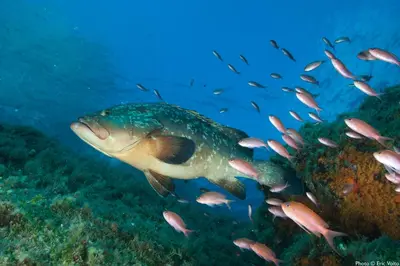 a fish and a group of fishes in the ocean at Studio Kalliste - Vision Luxe in Bonifacio