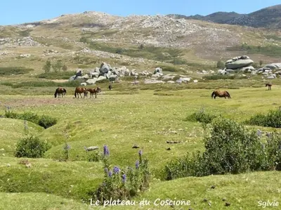 a group of horses grazing in a field of grass at Maison agréable avec grands volumes in Levie